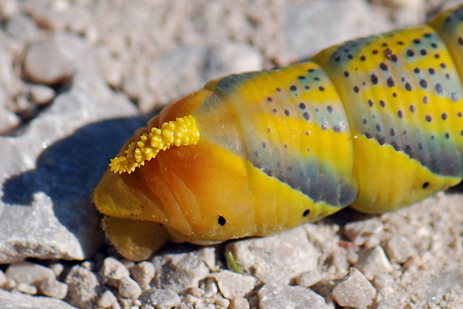 Bruco Acherontia atropos (sfinge testa di morto)